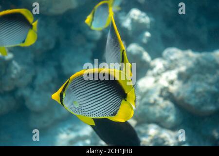 Schwarzrückenbutterflyfish (Chaetodon melannotus) in der Nähe im Meerwasser. Schule von tropischen Fischen mit schwarzen, gelben und weißen Streifen im Roten Meer, Ägypten Stockfoto