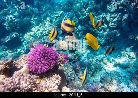 Wimpel-Koralfisch (Langflossen-Bannerfisch), Blauwanz-Schmetterlingsfisch (Chaetodon) im farbenfrohen Korallenriff, Rotes Meer, Ägypten. Leuchtend gelb gestreift tropisch Stockfoto