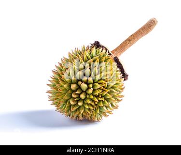 Durian König der Frucht isoliert auf weißem Hintergrund Stockfoto
