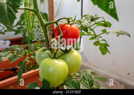 Eine Tomatenpflanze mit einem Bündel Tomaten bereit, geerntet werden. Stockfoto