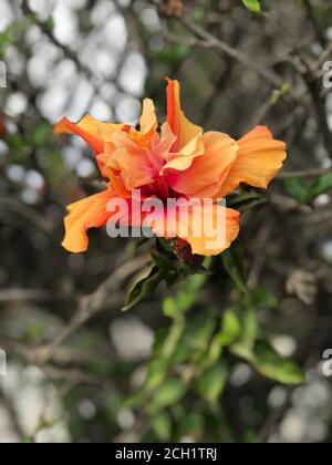 Doppelter Orangefarbener Hibiskus. Hibiskusblüte. Karkade, chinesische Rose. Grünes Laub. Helle Farben. Stockfoto