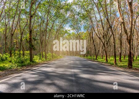 Baumtunnel, Asphaltstraße verschwommen, grünes Blatt, von Baumtunnel, Himmel Hintergrund, abstrakte Straße Hintergrund Stockfoto