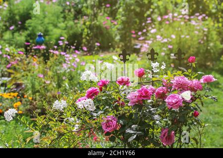 Gartenidylle im Sommer mit Rosen, Jasmin, cosmea und anderen Blumen Stockfoto