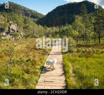 Frauen zu Fuß samoyed Husky über Holzbrücke auf dem Weg zu Preikestolen Norwegen Stockfoto