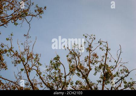 Elstern in der Abendsonne in einem Baum Stockfoto
