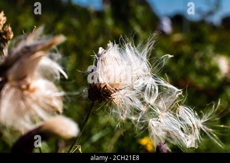 Thistle Samenkopf verliert Samen im Wind Stockfoto