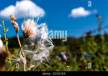 Nahaufnahme eines Thistle-Samenkopfes, der Samen eingeht Der Wind Stockfoto