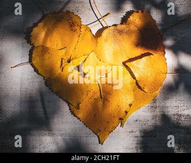 Die Sonne scheint auf gelben Blättern, die zu einem Herzguß geformt sind Schatten der Blätter oben auf dem Herzen Stockfoto
