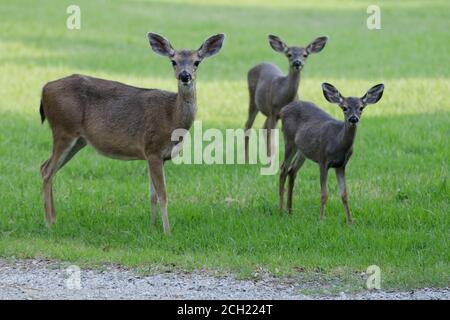 Alert Black Tailed Hirsch Mutter und Babys auf der Wiese Stockfoto