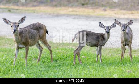 Alert Black Tailed Hirsch Mutter und Babys auf der Wiese Stockfoto