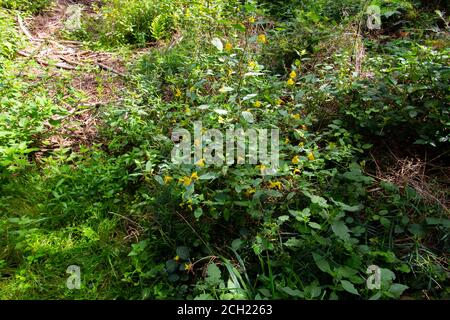 Berühren Sie mich nicht Balsam wächst im Wald, auch Impatiens noli tangere oder Grosses Springkraut genannt Stockfoto