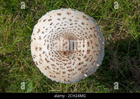 Ein Macrolepiota procera, der Parasolpilz, ist ein Basidiomycete-Pilz mit einem großen, prominenten Fruchtkörper, der einem Parasol ähnelt. Stockfoto