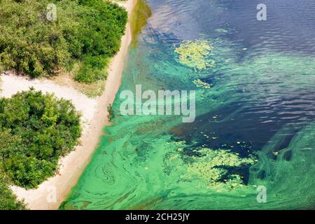 Die Küste auf der Oberfläche des Flusses ist mit einem Pellikel von blau-grünen Algen bedeckt, Kopierer Raum. Stockfoto