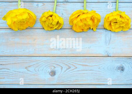 Eine Nahaufnahme von gelben Tulpen und weiter Der hölzerne Hintergrund mit leerem Kopierraum für Text Stockfoto