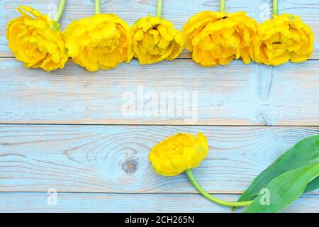 Eine Nahaufnahme von gelben Tulpen und weiter Der hölzerne Hintergrund mit leerem Kopierraum für Text Stockfoto