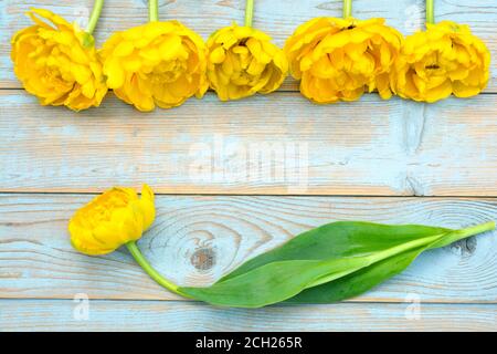 Eine Nahaufnahme von gelben Tulpen und weiter Der hölzerne Hintergrund mit leerem Kopierraum für Text Stockfoto