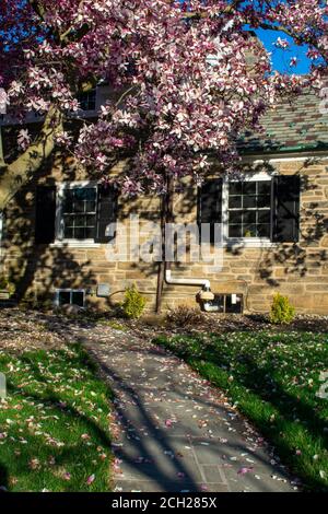 Ein großer rosa Kirschblütenbaum an einer Vorburbanfront Hof in Pennsylvania Stockfoto