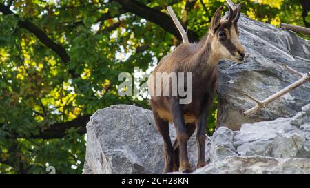 Chamois standing on a boulder Stock Photo