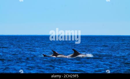 Delfinfamilie im arktischen Ozean Stockfoto