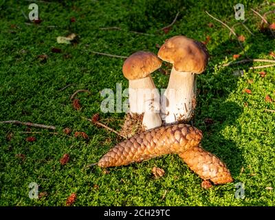 Steinpilze sind im Wald Stockfoto
