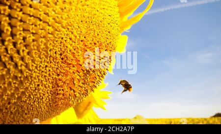 Fliegende Hummel mit Pollen bedeckt sammeln Nektar und Pollen von gelben Sonnenblume aus nächster Nähe. Makroaufnahmen von Hummel Stockfoto