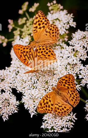 Drei versilberte Fritillarschmetterlinge (Argynnis paphia), die auf Wildblumen ruhen Stockfoto