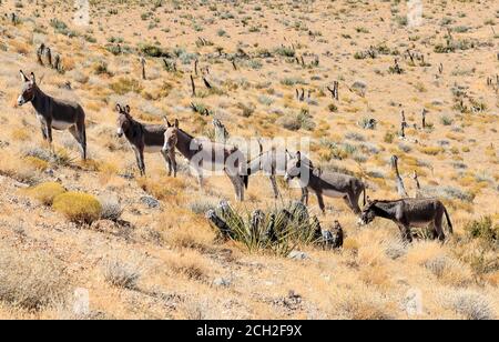 Wildburros (Equus asinus) sind nicht-einheimische Verwandte von Pferden, die in die westlichen Wildländer eingeführt wurden, als die Gold- und Silberminen des späten 19. Und frühen 19. Jahrhunderts ausgingen und die Goldsucher ihre Tiere verließen. Hier befinden sie sich im Red Rock Canyon National Conservation Area, 20 Meilen westlich von Las Vegas, NV, USA Stockfoto