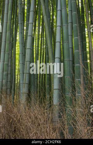 Kyoto / Japan - 22. Juni 2018: Sonnenlicht strömt durch den Sagano Bambuswald im Arashiyama-Viertel von Kyoto. Stockfoto