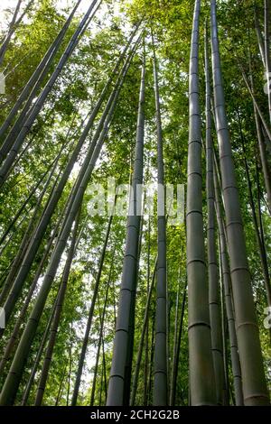 Kyoto / Japan - 22. Juni 2018: Sonnenlicht strömt durch den Sagano Bambuswald im Arashiyama-Viertel von Kyoto. Stockfoto