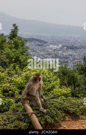 Japanische Makaken im Iwatayama Monkey Park in Kyoto Arashiyama Japan. Stockfoto