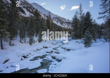 Schneelandschaft mit Roseg und Lärchenwald, Roseg-Tal, Pontresina, Kanton Graubünden, Engadin, Schweiz Stockfoto