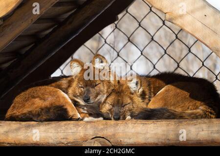 Die Rotwölfe schlafen an einem sonnigen Tag in einem künstlichen Tierheim in einem Naturschutzgebiet. Stockfoto