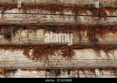 Hölzerne Wand eines Hauses aus runden Stämmen mit Moos. Horizontaler Hintergrund und Baumstruktur. Stockfoto