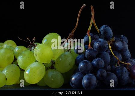 Weiße und rote Trauben. Zwei Trauben von reifen Beeren voller Wassertröpfchen auf ihrer Haut. Traubenhaufen mit seinen Rachisen, Stielen und Stielen. Stockfoto