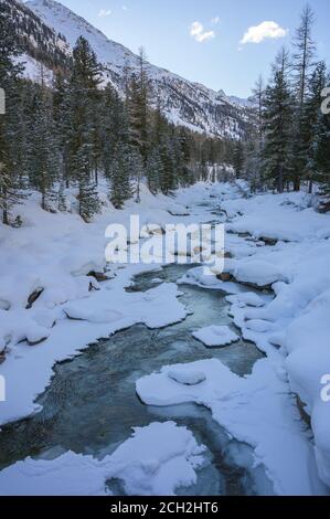 Schneelandschaft mit Roseg und Lärchenwald, Roseg-Tal, Pontresina, Kanton Graubünden, Engadin, Schweiz Stockfoto