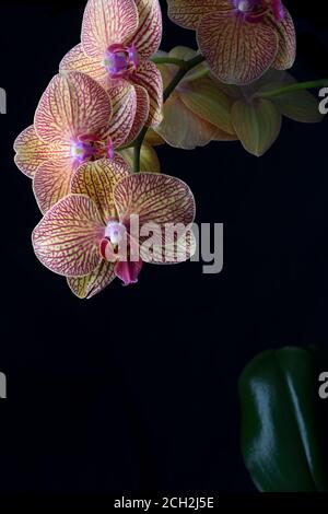 Eine Phalaenopsis Orchidee, oder allgemein bekannt als Moth-Orchidee, auf einem schwarzen Hintergrund Stockfoto