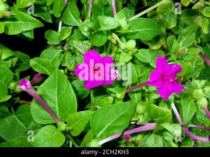 Mirabilis jalapa (vier-Uhr-Blume) Nahaufnahme Stockfoto