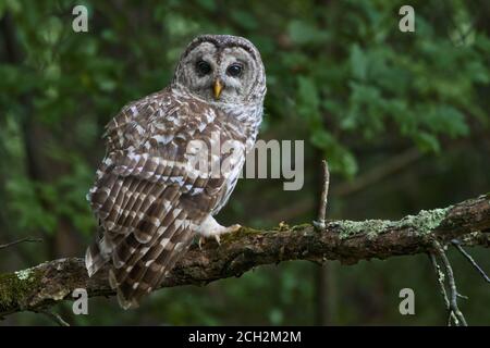 Barred Owl Auf Zweig In Great Swamp National Wildlife Thront Zuflucht Stockfoto