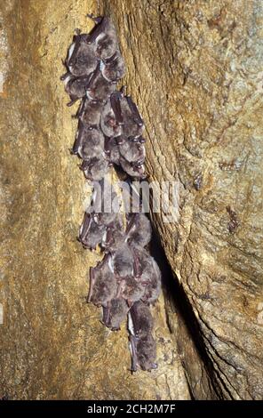 Daubentons Fledermäuse (Myotis daubentonii) überwintern in der Höhle, Westsibirien, Russland Stockfoto