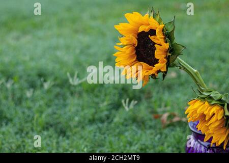 Sonnenblumen in einer violetten Vase Stockfoto