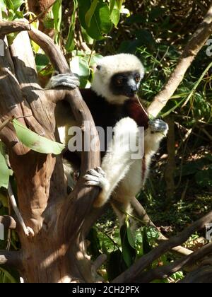 Lustige Lemur sifaka auf Eukalyptusbaum. Endemisches Tier aus Madagaskar. Propithecus coquereli. Coquerels Sifaka. Tanzender Lemur. Stockfoto