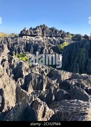 Tsingy de Bemaraha ist ein geologisches Naturwunder. Naturschutzgebiet Tsingy, Insel Madagscar. Atemberaubende Kalksteinfelsen, Zinnen, Schluchten. Steinwald. Stockfoto