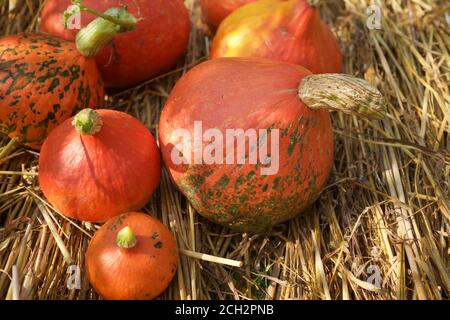 Orange Kürbisse Hokkaido Sorte liegen auf dem Stroh, von den Strahlen der Sonne beleuchtet. Erntedankfest und Erntedankfest Konzept. Stockfoto