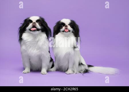 Cute Japanese Chin vor violettem Hintergrund. Studioaufnahme Stockfoto