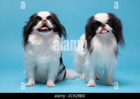 Cute Japanese Chin vor blauem Hintergrund. Studioaufnahme Stockfoto