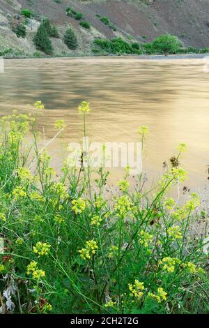 Feldsenf (Brassica rapa) blüht am Ufer des John Day River, der durch den Wüstenschlucht im nördlichen Zentrum von Oregon, Oregon, USA fließt Stockfoto