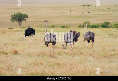 Strauß, Struthio camelus, ein Männchen und drei Weibchen, auf Masai Mara Grasebenen in Kenia, Ostafrika. Wilde flugunfreie Vögel Stockfoto