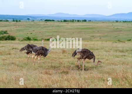 Strauß, Struthio camelus, drei weibliche Strauße, grasige Masai Mara Grasebenen in Kenia, Ostafrika. Wilde flugunfreie Vögel Stockfoto