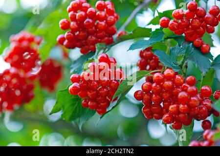 Beeren aus europäischem Preiselbusch oder Guelder Rose, reife rote essbare Beeren von Viburnum opulus Stockfoto