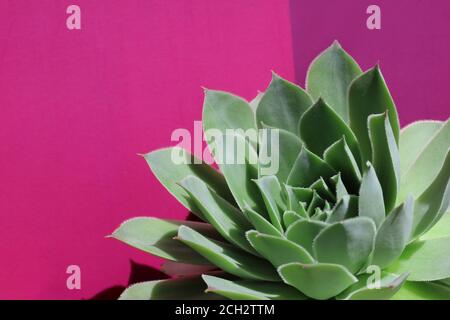 Eine graugrüne sempervivum Sukkulente Pflanze auf einem leuchtend rosa violetten Hintergrund. In Nahaufnahme, selektiver Fokus, mit Copyspace nach links. Stockfoto